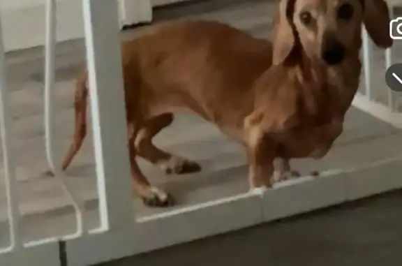 Lost female dog, Kent Road, East Providence - 15-year-old dachshund - photo