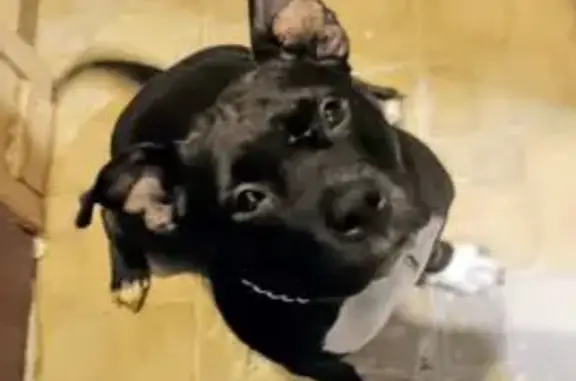 Lost female dog, Fields Street, 32, Russellville - black with white paws - photo