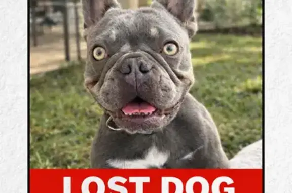Lost male dog, West Park, Pembroke Pines - medium-sized bulldog - photo