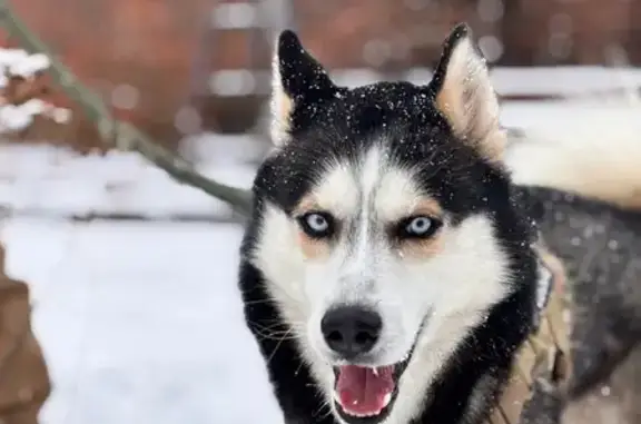 Lost male dog, Camden Drive, Anderson - black, white, and tan with blue eyes - photo