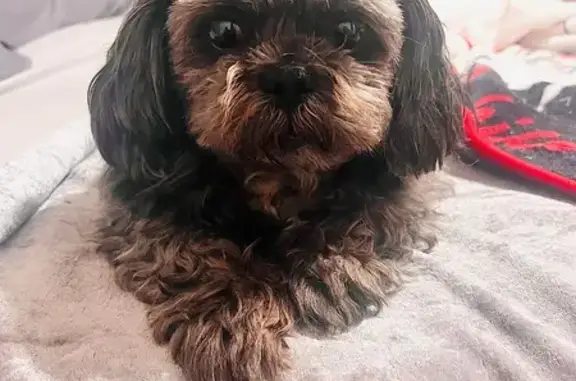 Lost male dog, Mount Court, Crown Point - grey-ish black coat - photo