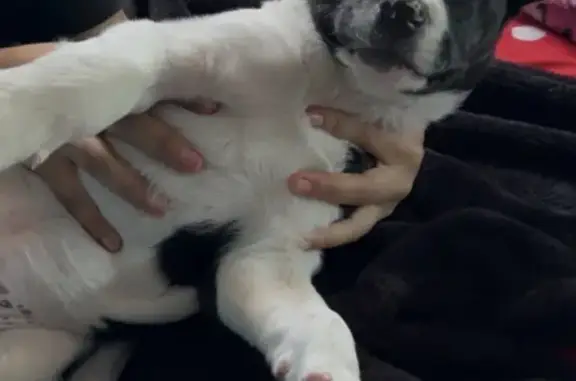 Lost female dog, Mersington Avenue, Kansas City - small and shy - photo