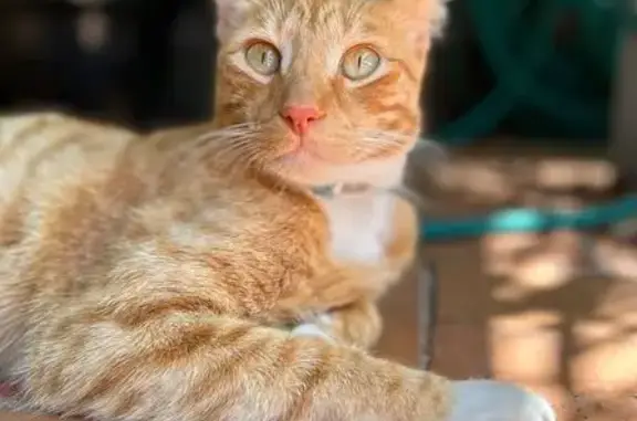 Lost male cat, Colarado Street, 21, Newcastle - ginger with a white chest and paws - photo