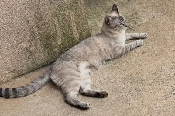 Gato desaparecido Macho (brl002535) - photo