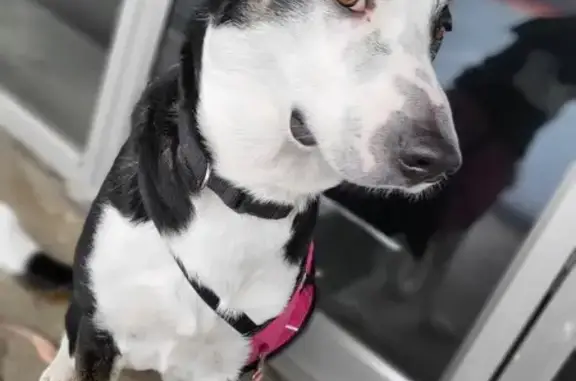 Lost Dog, Olson Drive, 10800, Rancho Cordova - Female, Black and White - photo
