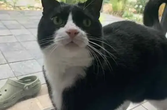 Lost male cat, Lan Avenue, Hobsons Bay - unique face pattern - photo