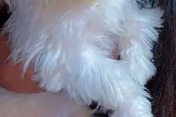 Lost male dog, 3rd Street, Berlin - pink green and yellow collar - photo