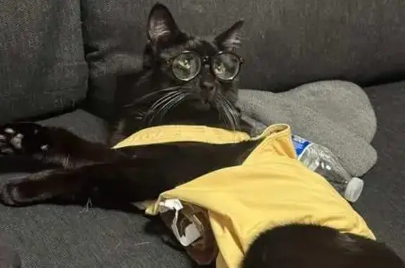 Lost male cat, Base Line Street, Highland - all black with some white fur - photo