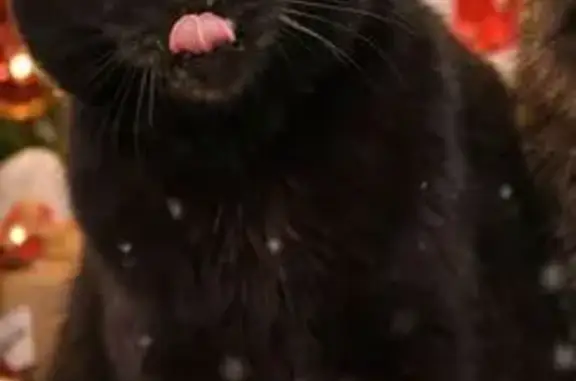 Animaux perdus Dijon, photo: Perdu Chat Femme, Rue du Moulin À Vent, Dijon - entièrement noire