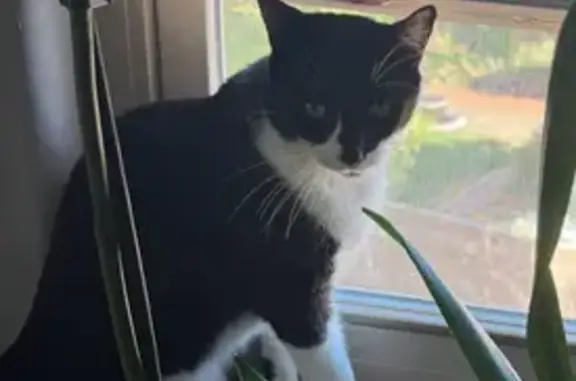 Lost male cat, North 137th Ave...