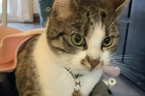 Chat perdu, Coubron, Vaujours - homme avec collier - photo