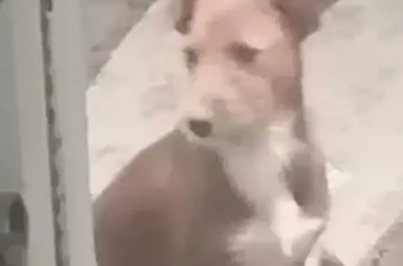 Perros perdidos, Xico, foto: Perdido perro masculino, Calle Norte 5, 1072, Xico - color canelo