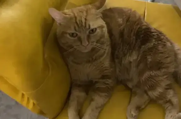 Lost male cat, Yung An Road, blk369, Choa Chu Kang - orange tabby with M marking - photo