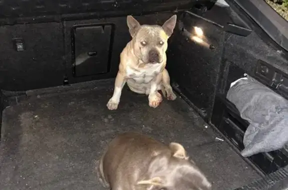 Animaux trouvés Biache-Saint-Vaast, photo: Trouvé chien, Fresnes-lès-Montauban, Biache-Saint-Vaast - beige et gris foncés