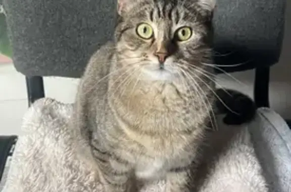 Chat perdu, Rue de Marignan, Hérouville-Saint-Clair - tigrée marron et beige - photo
