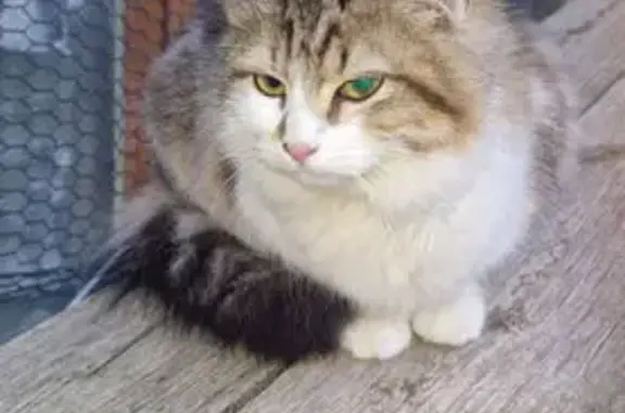 Animaux trouvés Liergues, photo: Chat trouvé, Montée Saint-Éloi, Liergues - femme, trois couleurs