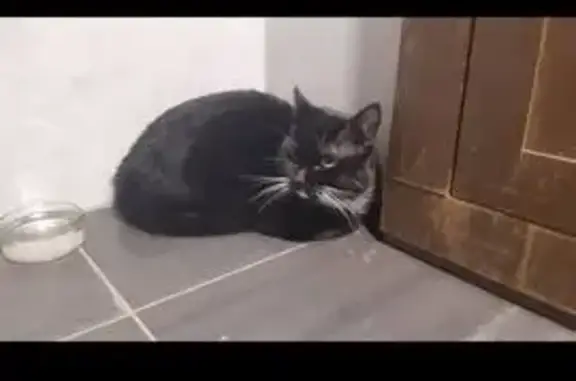 Animaux trouvés Rennes, photo: Trouvé Chat mâle, Place de Prague, Rennes - noir avec tâches blanches