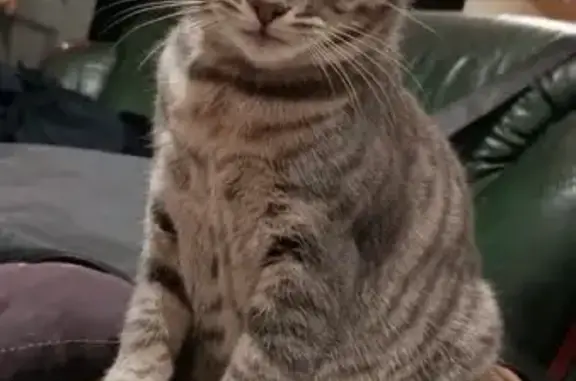 Animaux perdus Les Marches, photo: Perdu Chat Femelle, Rue Aristide Briand, Cognac - chatte tigrée grise