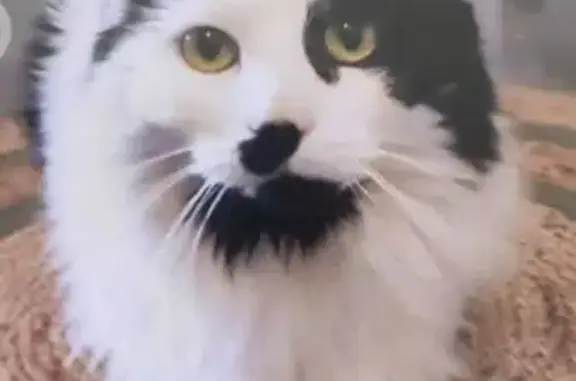 Animaux perdus Cannes, photo: Chat perdu, Avenue Jean de Noailles, Cannes - tache noire entre nez et bouche