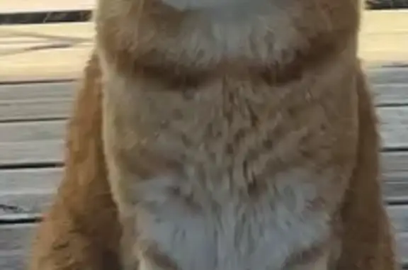 Animaux perdus Châtellerault, photo: Perdu chat homme, Montils, Châtellerault - Berlioz roux tigré