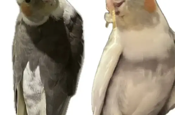 Lost pets Yarra, photo: Lost male bird, Rosslyn Street, Melbourne - yellow face, orange cheek patches