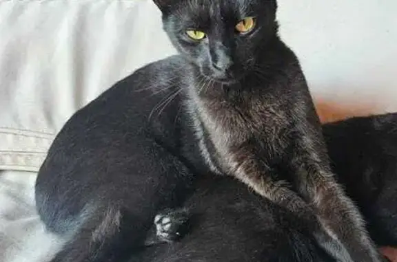 Perdido gato masculino, Calle Rosa Chacel, Mairena del Aljarafe, Barcelona - negro, ojos amarillos - photo