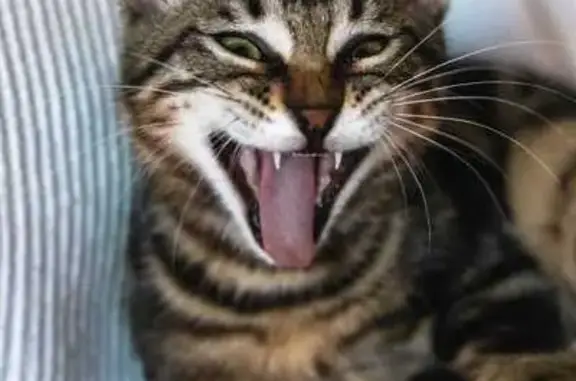 Animaux perdus Couzeix, photo: Chat perdu, Rue des Roches, 8, Couzeix - tigré aux yeux verts