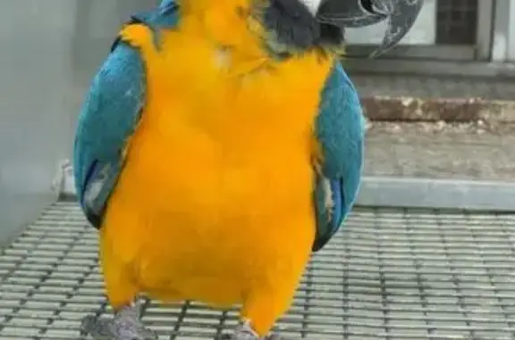 Lost pets Melbourne, photo: Lost male bird, Merri-Bek City, Melbourne - blue and gold in colour