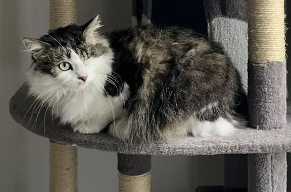Animaux perdus Vaulx-Vraucourt, photo: Chat perdu, Grand Rue, Vaulx-Vraucourt - femelle avec un œil