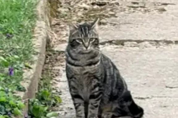 Chat perdu, Viry-Châtillon, photo: Chat perdu, Avenue du Lieutenant Foucault, Viry-Châtillon - mâle tigré noir et marron