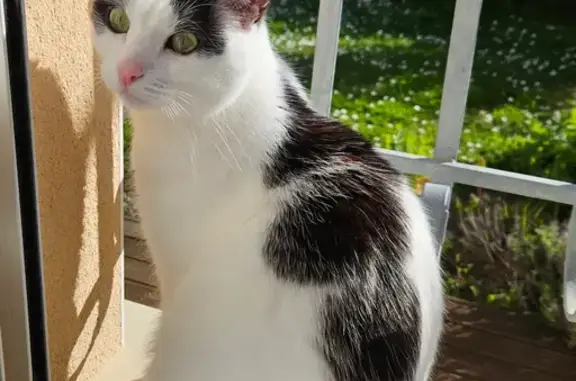 Animaux perdus Étaules, photo: Chat perdu, Rue du Logis, Étaules - yeux verts ou dorés