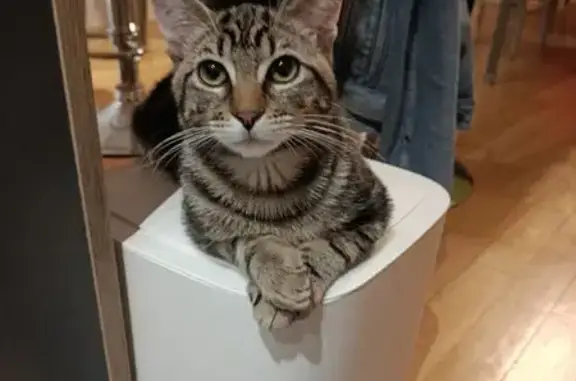 Animaux perdus Couzeix, photo: Chat perdu, Couzeix - tigré noir et feu
