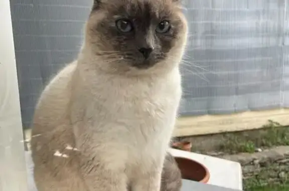 Chat trouvé Paris, photo: Trouvé chat femelle siamois, Place Albert Camus, Alès