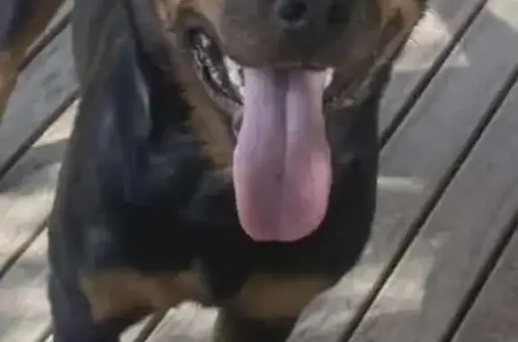 Lost female dog, Parrot Road, Yarra Ranges - Black and Tan Rottweiler - photo