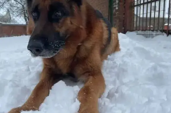 Зник собака, Смиківці, Тернопільська область - німецька вівчарка, коричневий з підпалом - photo