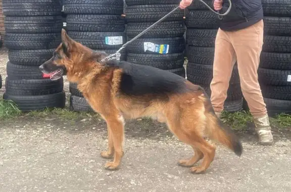 Зник собака, Смиківці, Тернопільська область - німецька вівчарка, коричневий з підпалом - photo