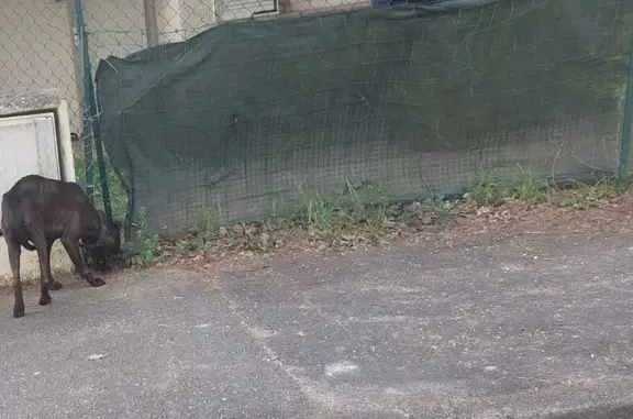 Animaux trouvés La Rochette, photo: Trouvé chien, Résidence de la Mare des Champs, La Roche - chien noir, très maigre