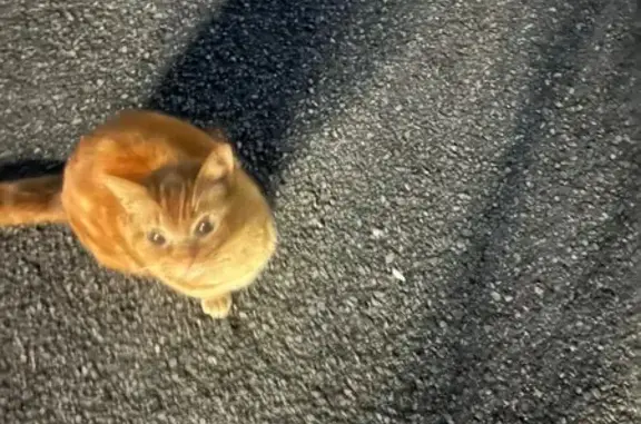 Animaux trouvés Saint-Avé, photo: Trouvé Chat roux et blanc, Rue des Frères de Montgolfier, Saint-Avé