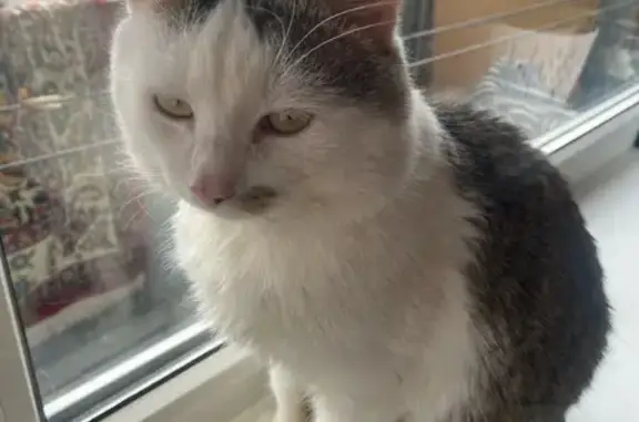 Зник кіт, Галицька вулиця, Бучач - photo