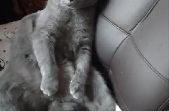 Зник кіт, вулиця Євгена Коновальця, 136, Івано-Франківськ - висловухий сірий товстенький - photo