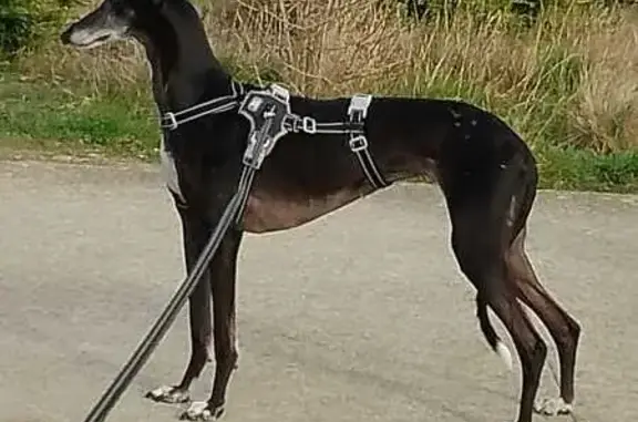 Animaux perdus Lille, photo: Perdu Chien femme, Marck, Hauts-de-France - lévrier espagnol noire