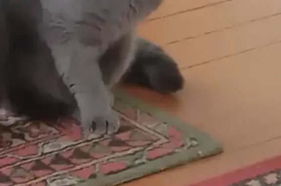 Зник кіт, вулиця Євгена Коновальця, 136, Івано-Франківськ - сірий весловухий - photo