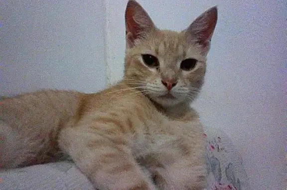 Gato desaparecido Fêmea (brl002536) - photo