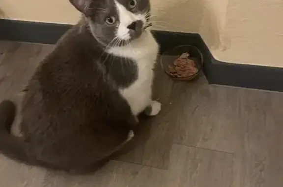 Animaux perdus Serémange-Erzange, photo: Perdu chat mâle, Rue de la Fensch, Fameck - gris bleuté poitrail blanc