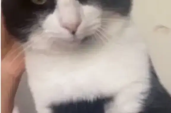 Perdido gato masculino, Calle las Negras, 31, Almería - Minki es tranquilo y asustadizo - photo