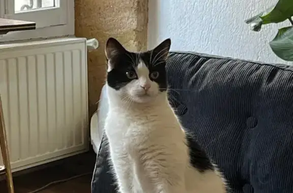 Chat perdu, Avenue de la République, Saint-Pantaléon, Autun - chatte noire et blanche - photo
