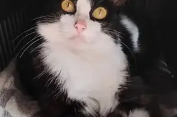 Gato desaparecido Fêmea (brl002538) - photo