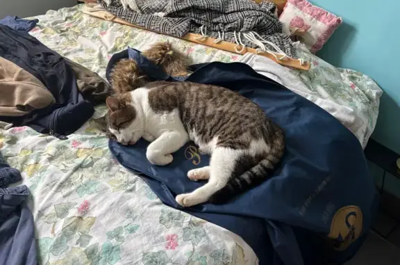 Chat perdu, Gujan-Mestras, photo: Perdu Chat homme, Impasse des Marées, Gujan-Mestras - blessé avec bandage