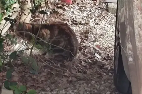 Animaux trouvés Villefontaine, photo: Trouvé Chat, Parc De l'étang, Villefontaine - différentes couleurs