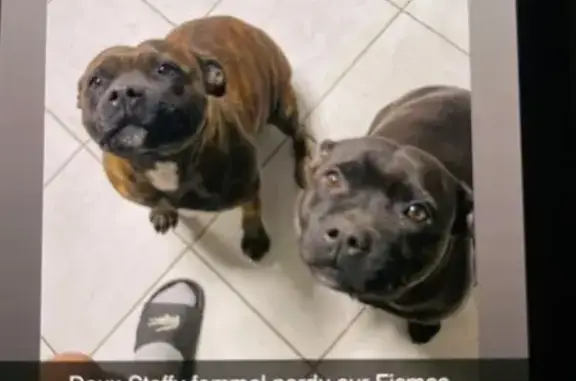 Perdu chien femelle, Rue de la Huchette, Fismes - staffy très sociable - photo